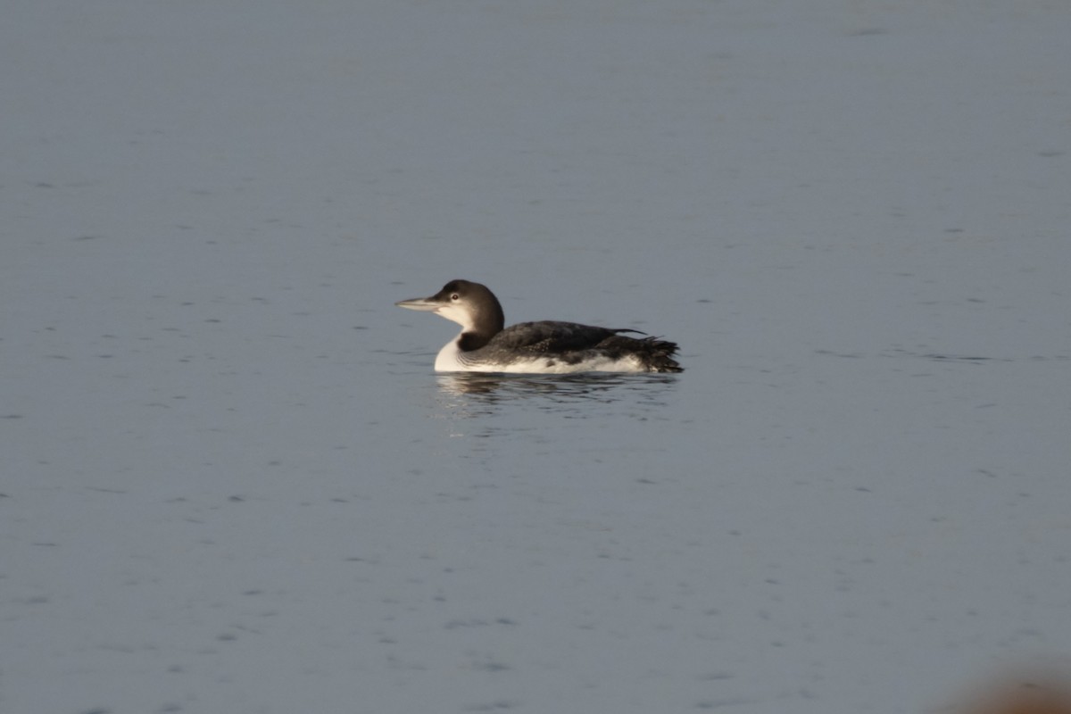 Common Loon - ML613193650