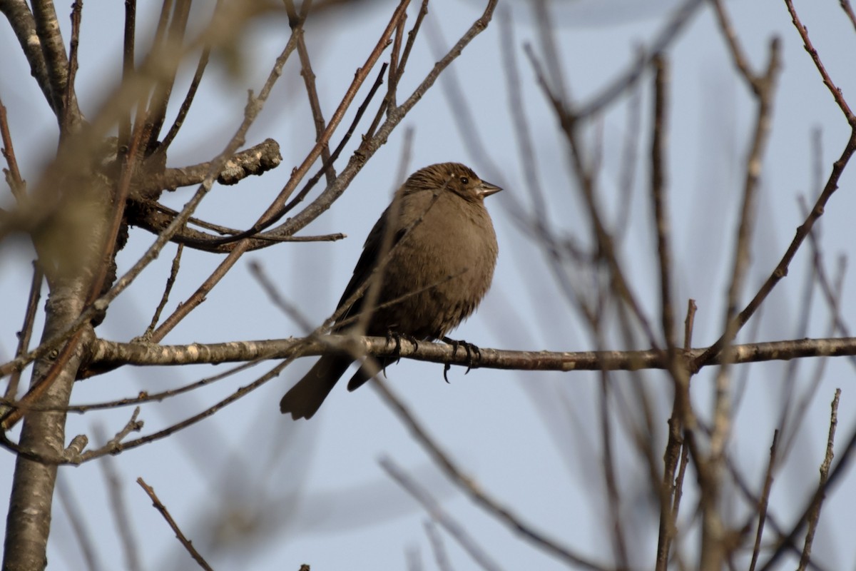 Brown-headed Cowbird - ML613193788