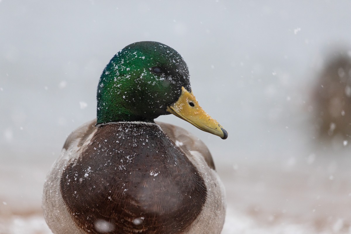 Canard colvert - ML613193804