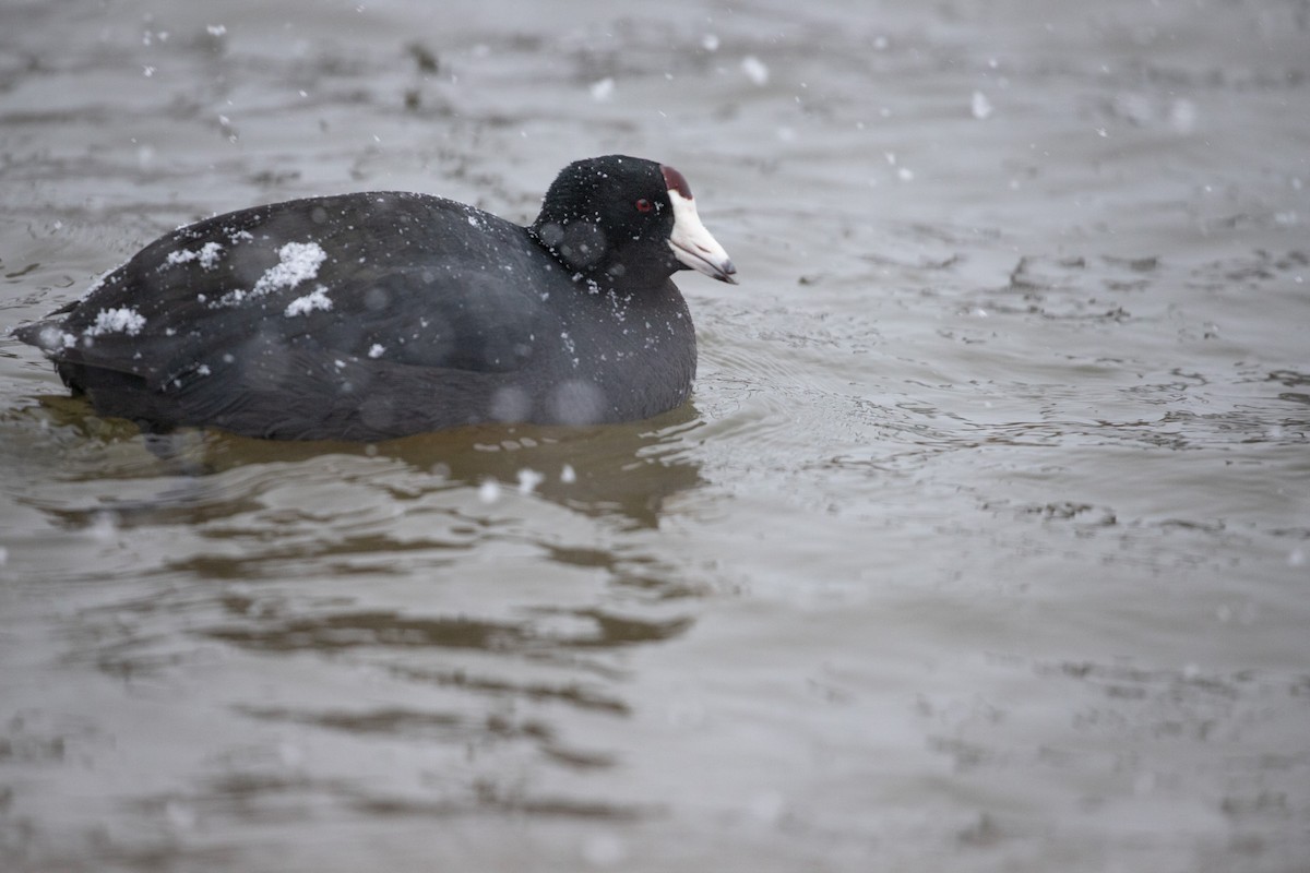 American Coot - ML613193812