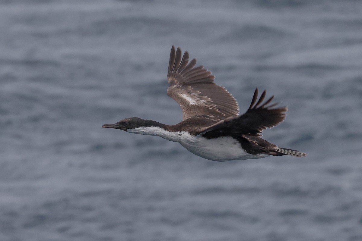 Cormorán de Macquarie - ML613193869