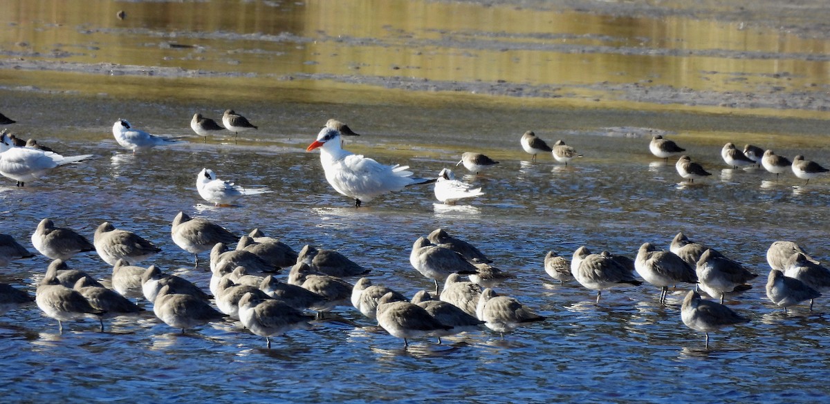 Caspian Tern - ML613193891