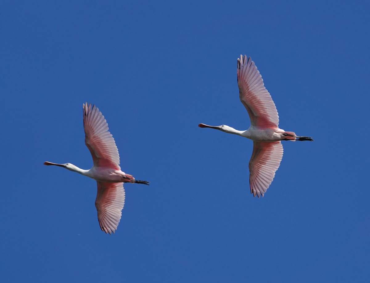 Roseate Spoonbill - Claus Holzapfel