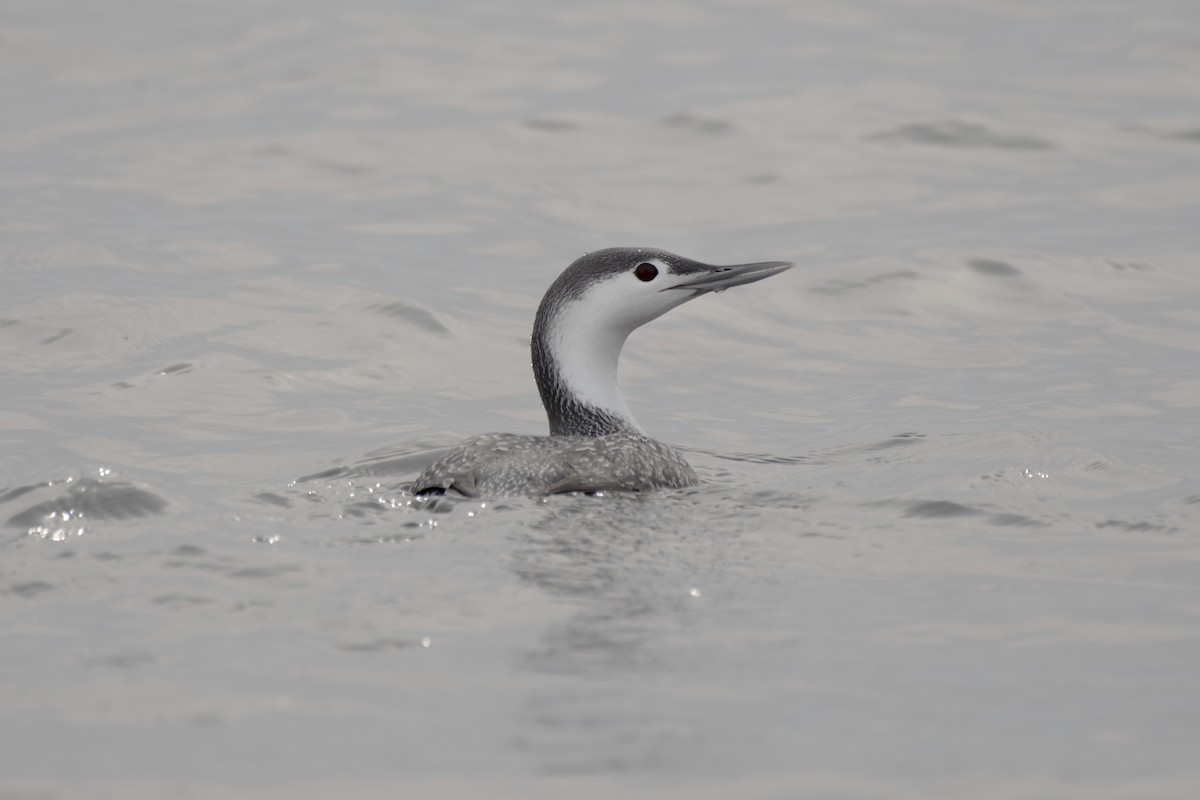 Red-throated Loon - ML613194018