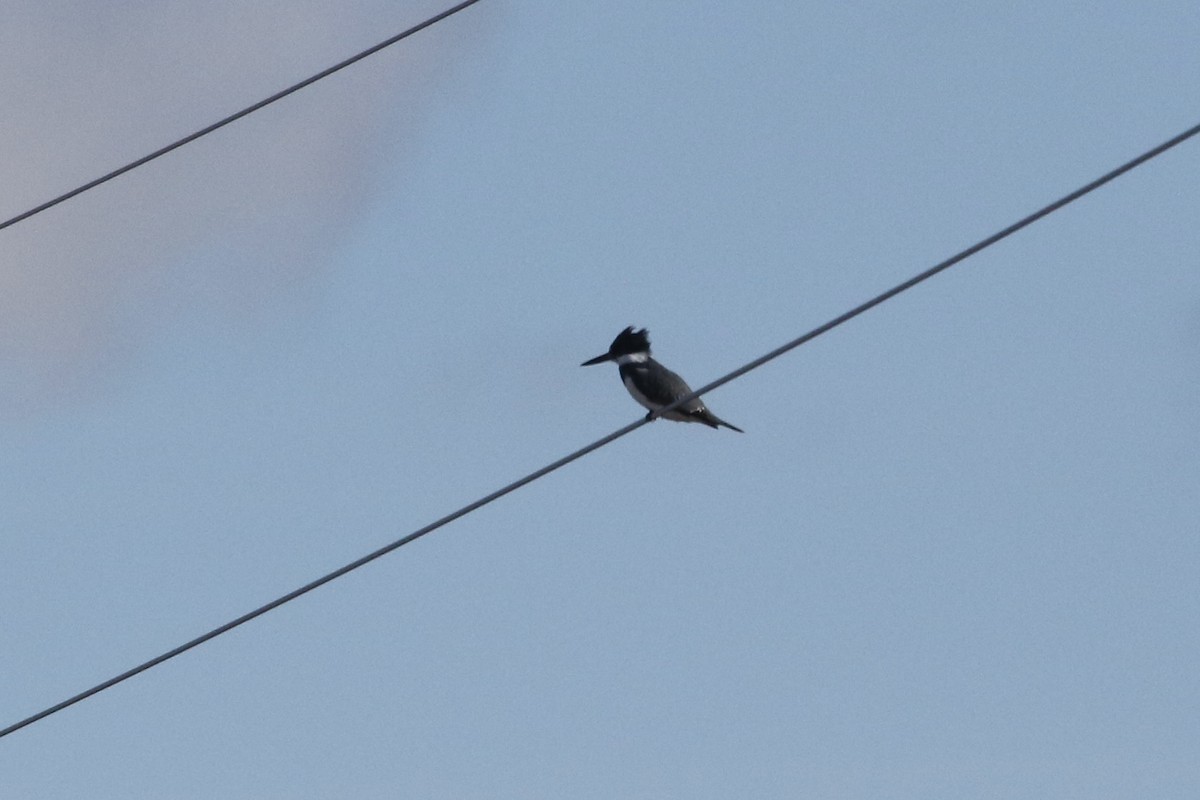 Belted Kingfisher - ML613194043