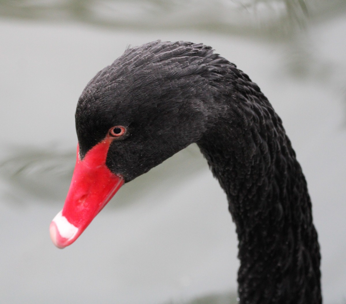 Black Swan - ML613194052