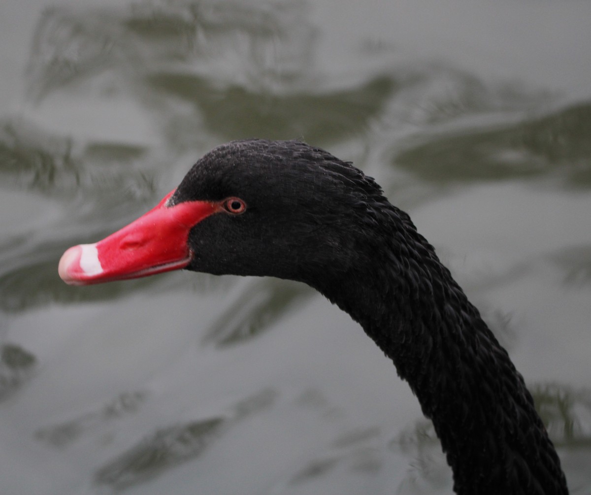 Black Swan - ML613194064