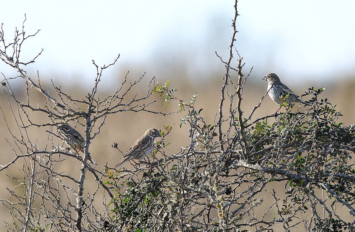 Lark Bunting - ML613194067