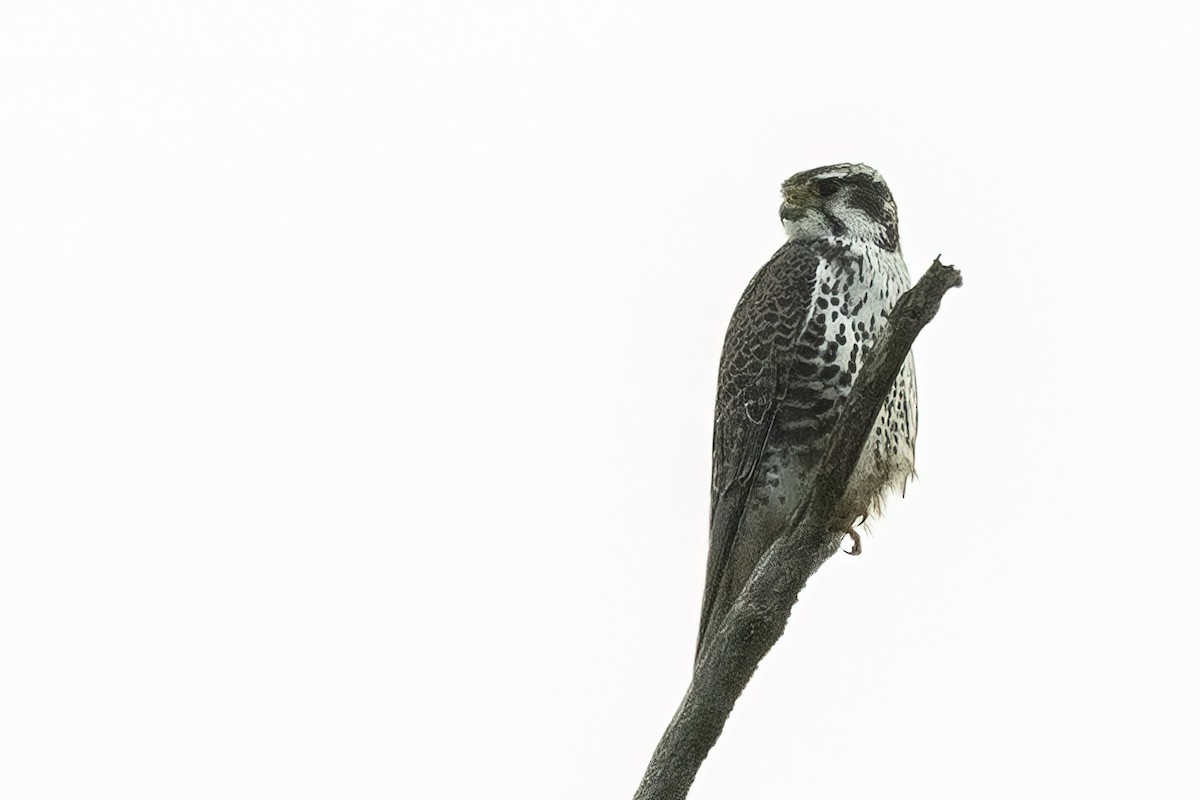 Prairie Falcon - Keeley  Kirkendall