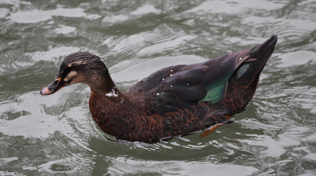 Mallard (Domestic type) - ML613194084