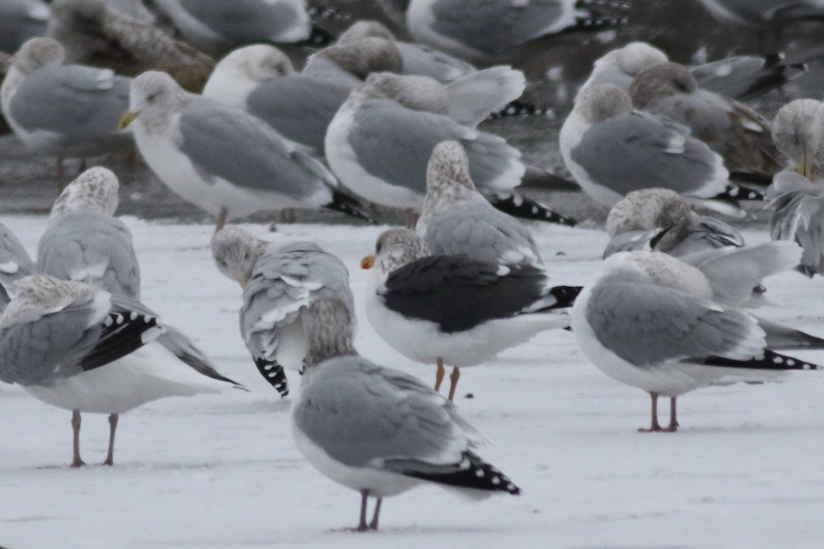 Lesser Black-backed Gull - ML613194100