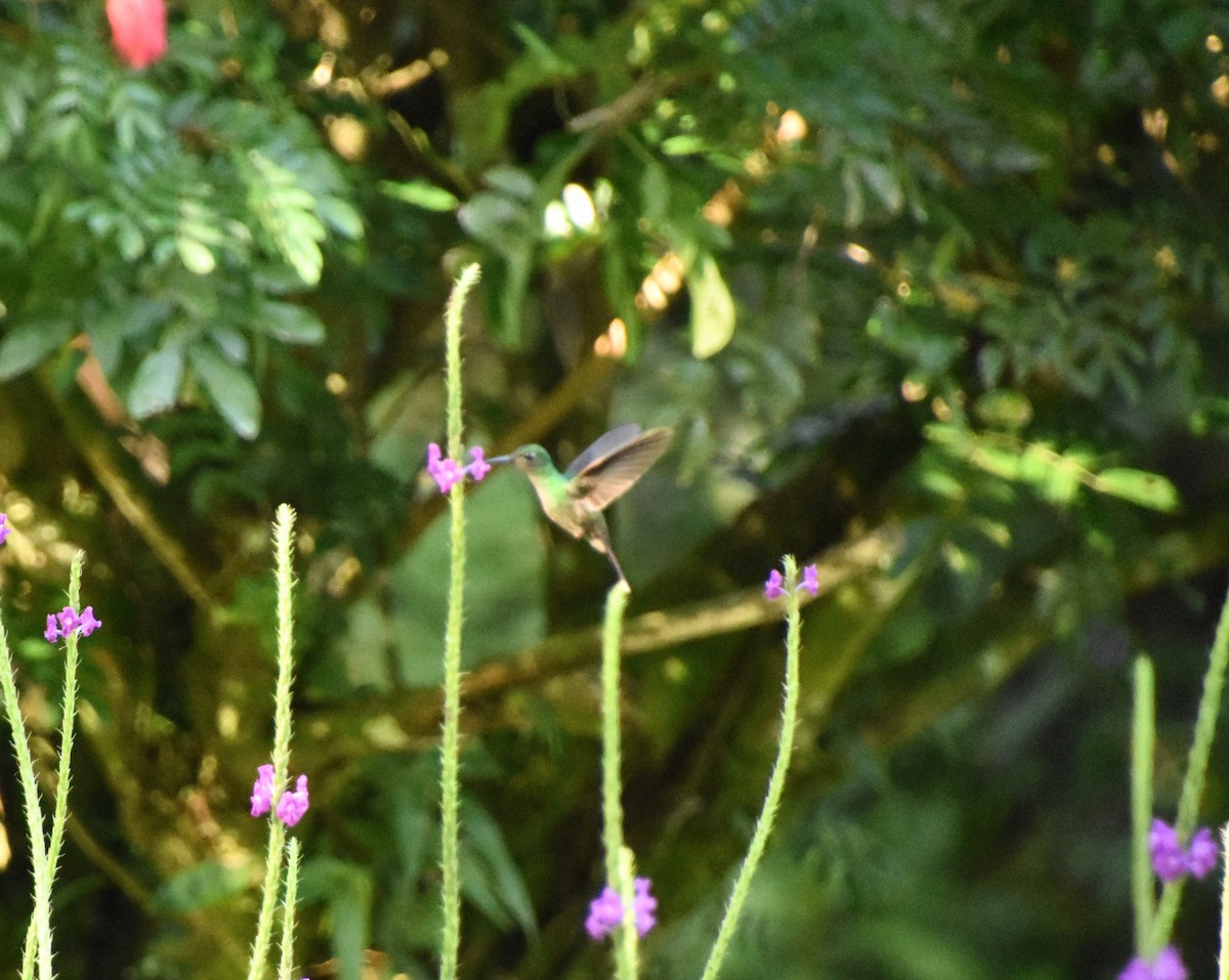 Blue-chested Hummingbird - ML613194117