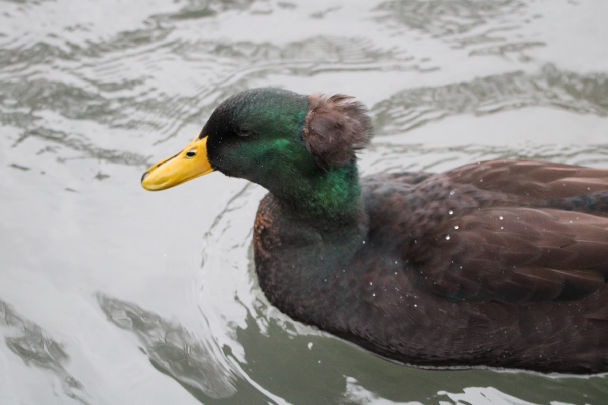 Mallard (Domestic type) - ML613194120