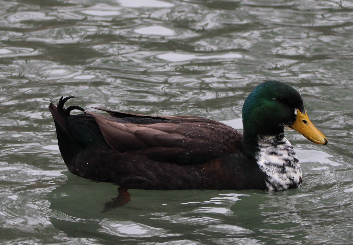 Mallard (Domestic type) - ML613194144