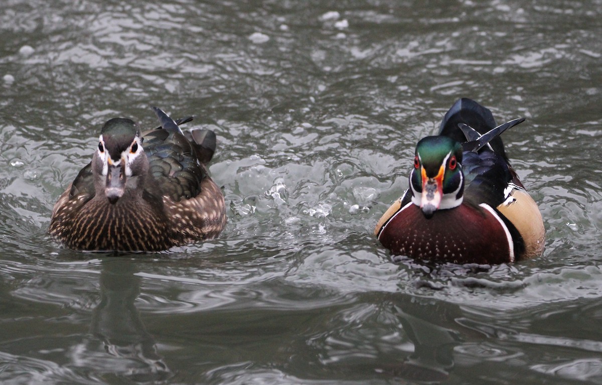 Wood Duck - ML613194184