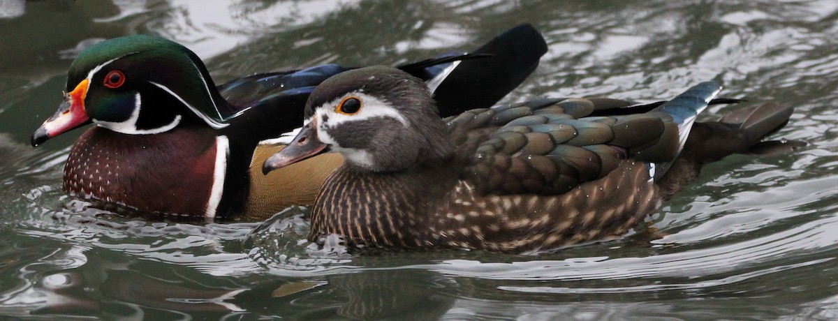 Wood Duck - ML613194190