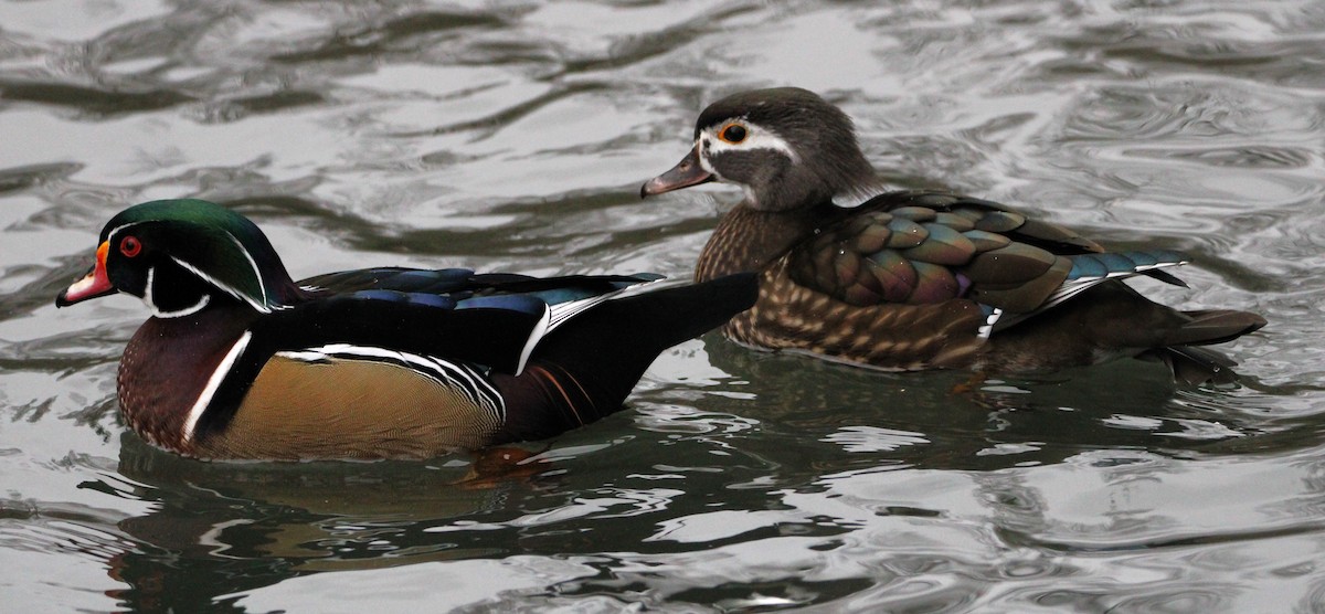 Wood Duck - ML613194195