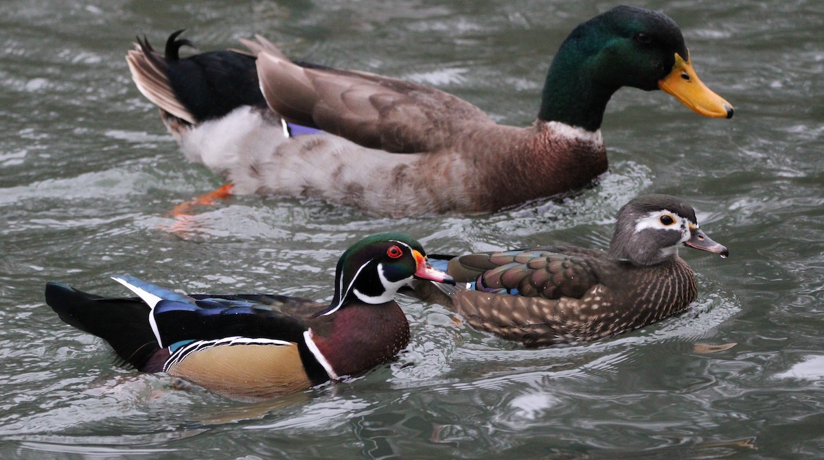 Wood Duck - ML613194202