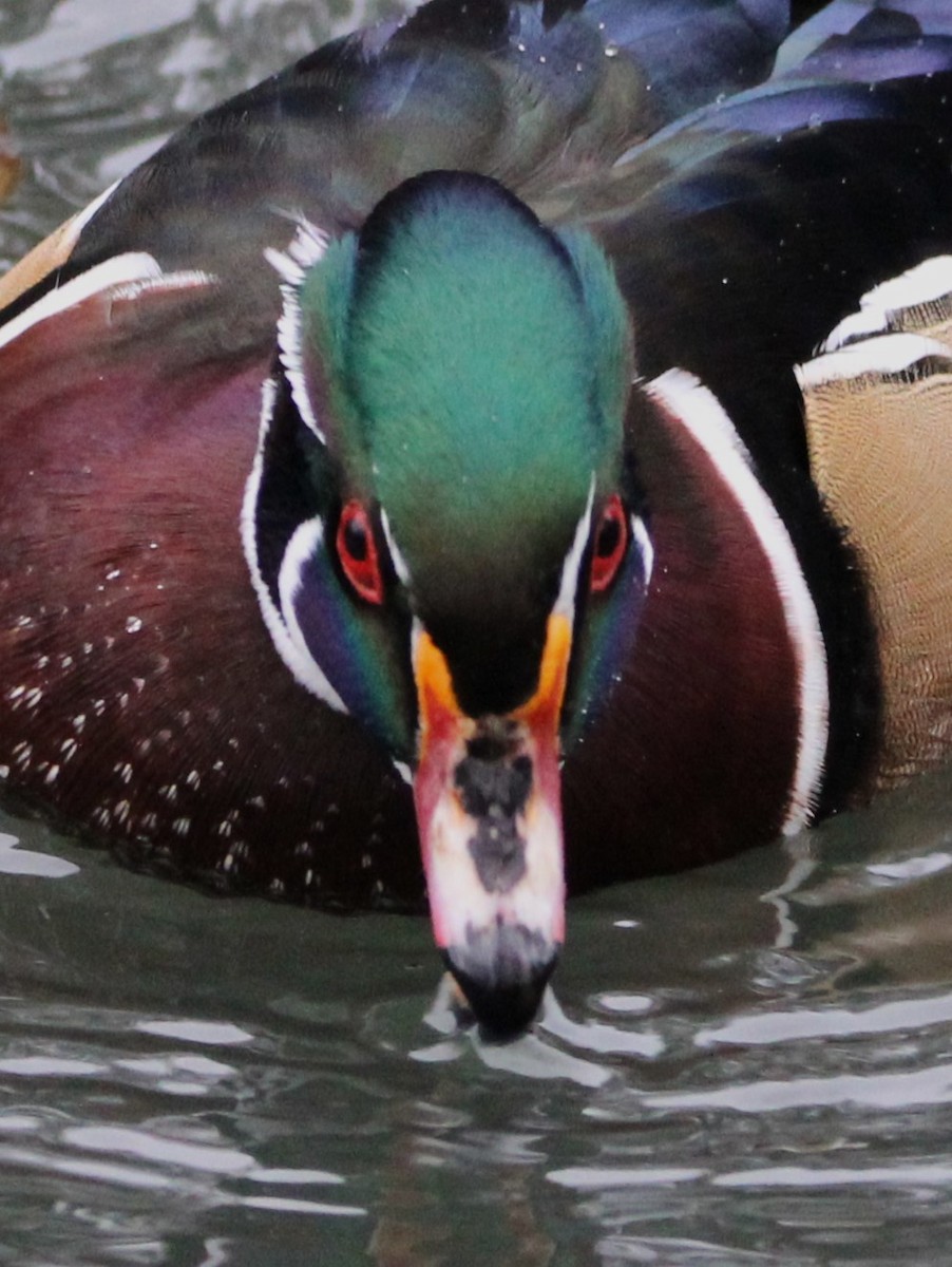 Wood Duck - ML613194220