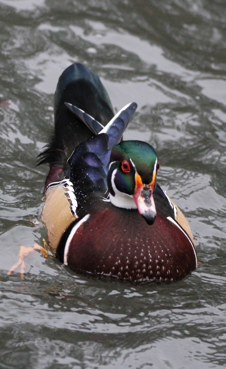 Wood Duck - ML613194226