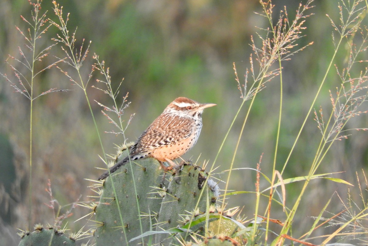 Cactus Wren - Kai Sheffield