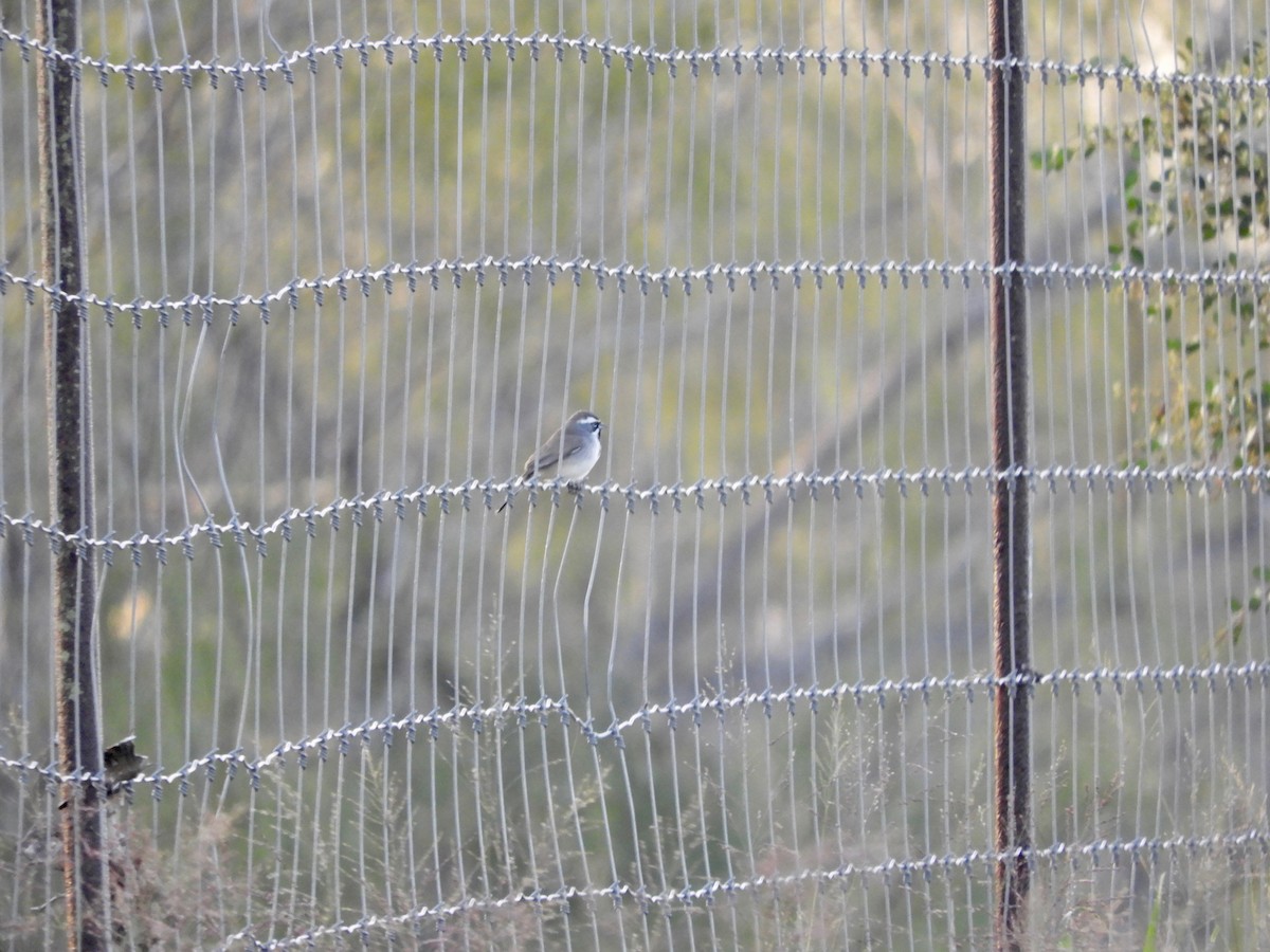 Black-throated Sparrow - Kai Sheffield