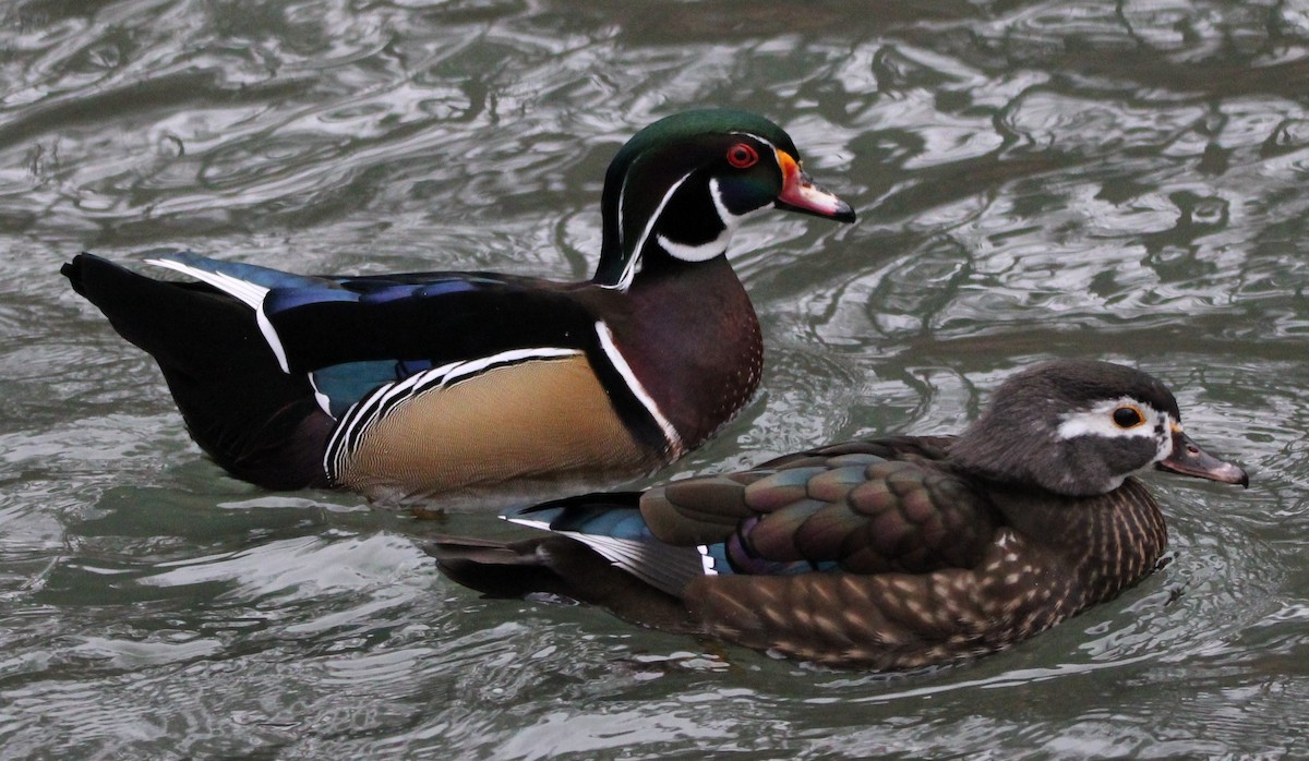 Wood Duck - ML613194233