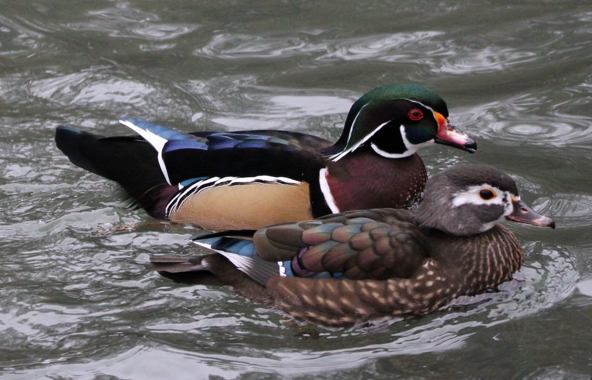 Wood Duck - ML613194235