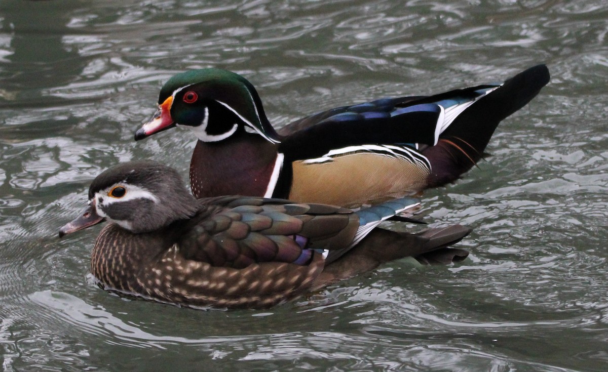 Wood Duck - ML613194240