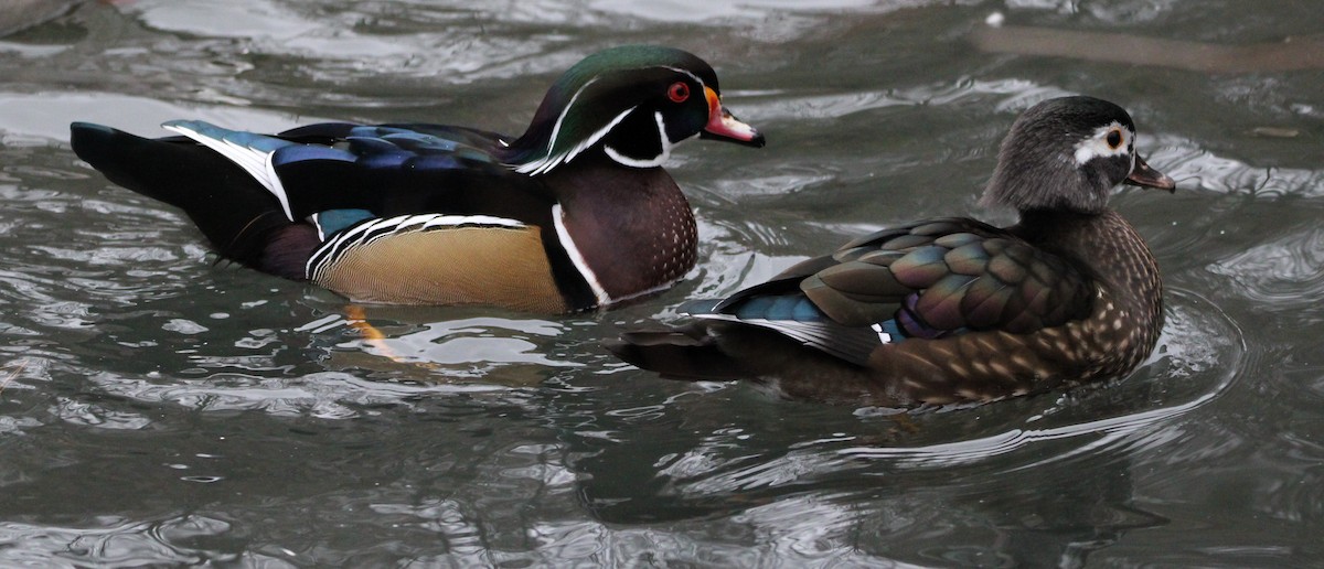 Wood Duck - NE Ohio Duck Tracker - JUDY   ( ')>