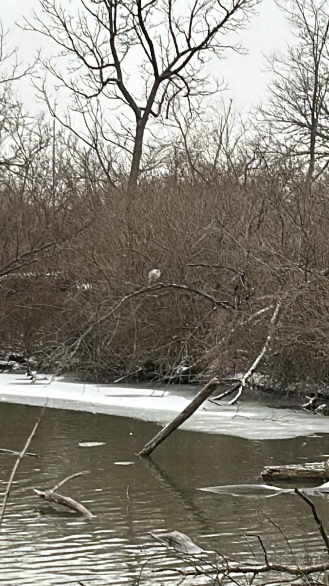 Black-crowned Night Heron - ML613194250