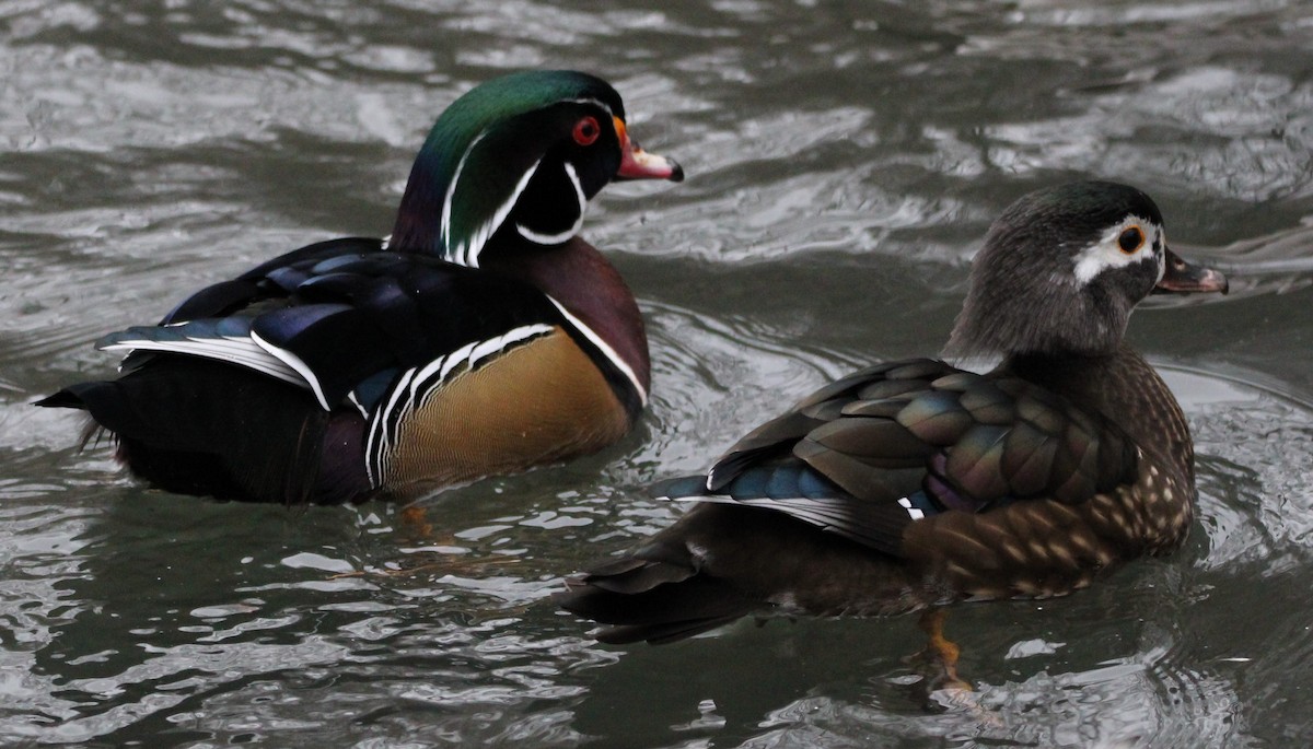 Wood Duck - ML613194253