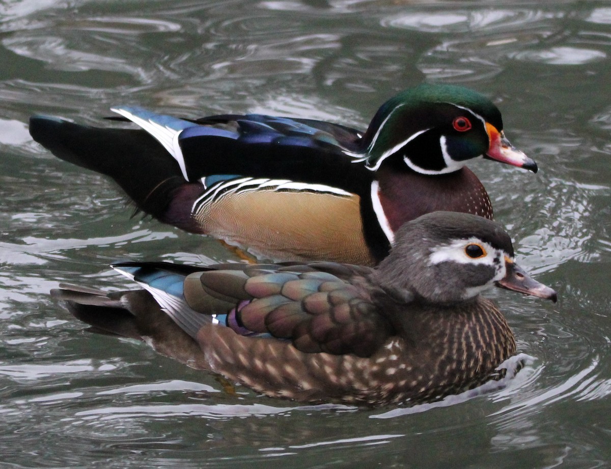 Wood Duck - ML613194261