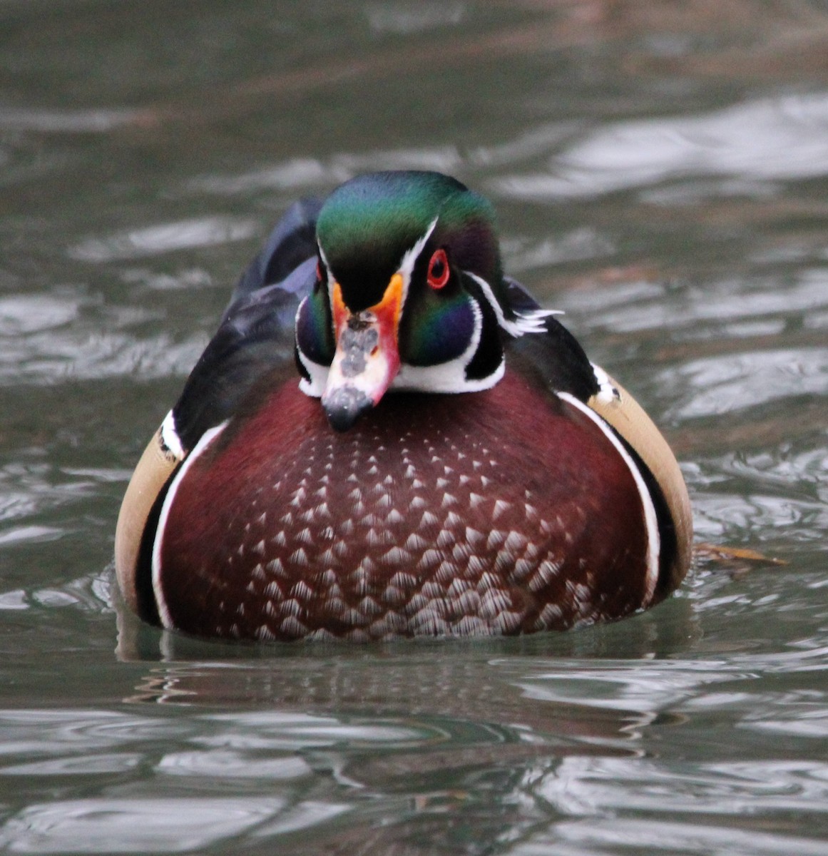 Wood Duck - ML613194264