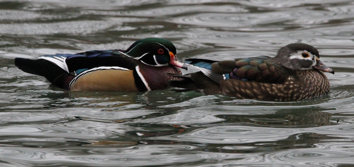 Wood Duck - ML613194278