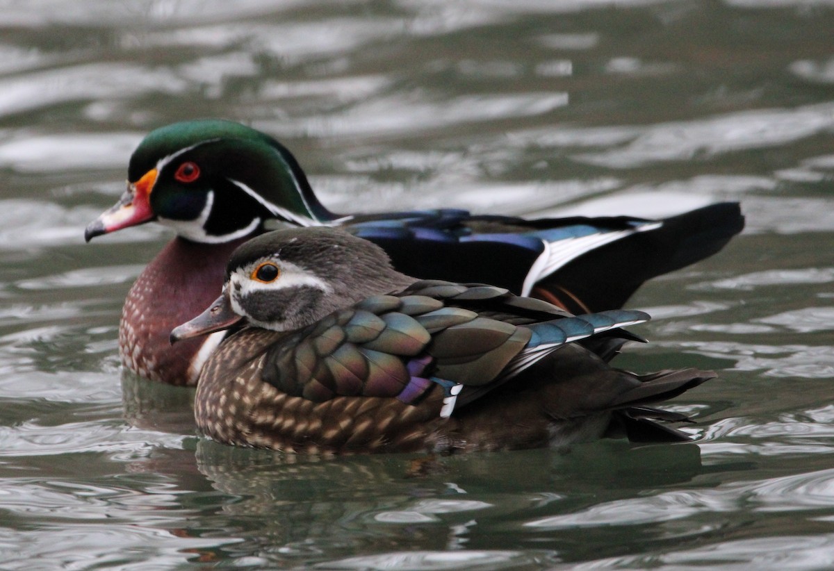 Wood Duck - ML613194285