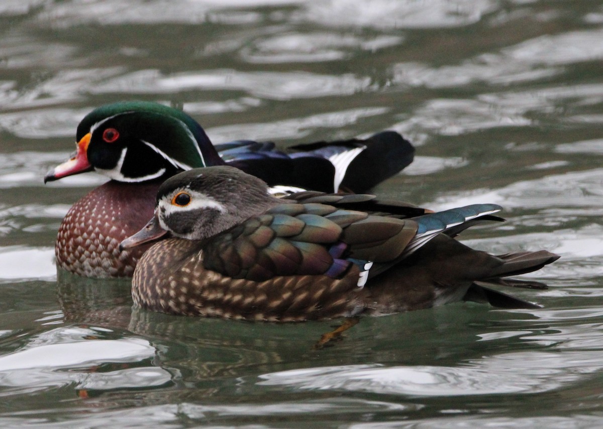 Wood Duck - ML613194296