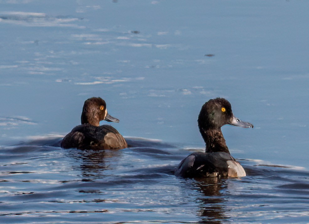 Greater Scaup - ML613194297