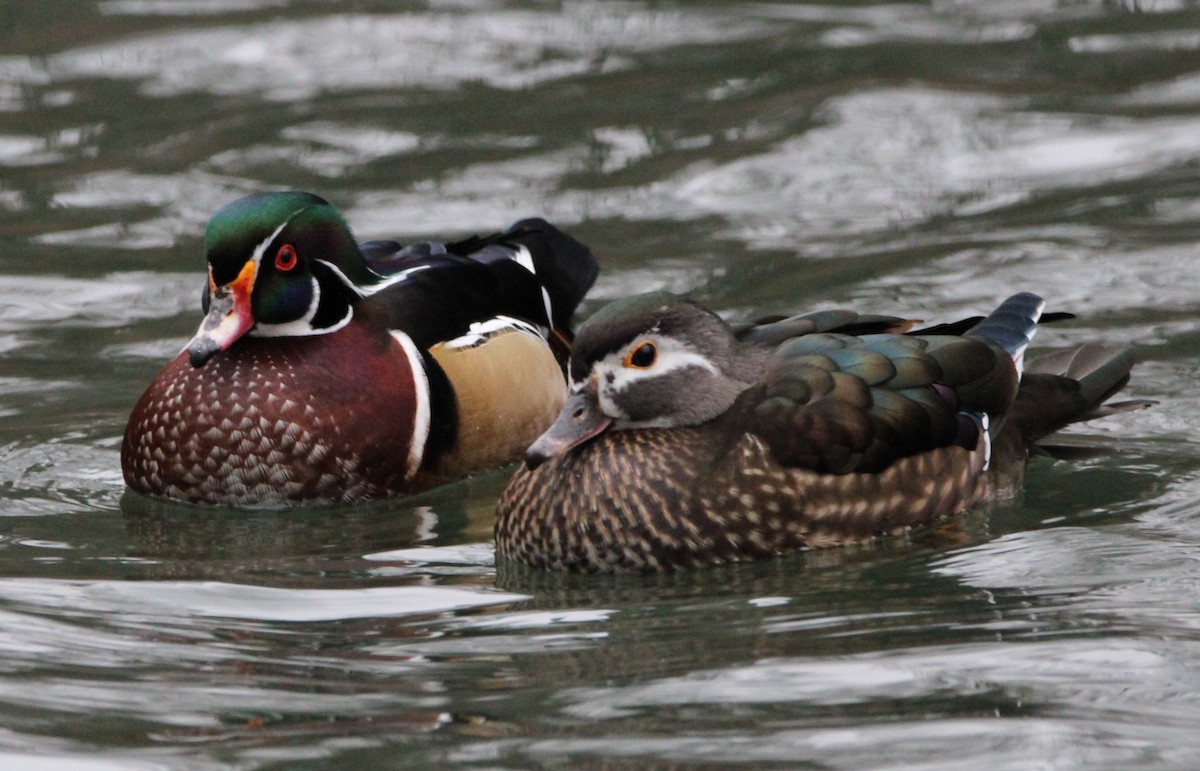 Wood Duck - ML613194308