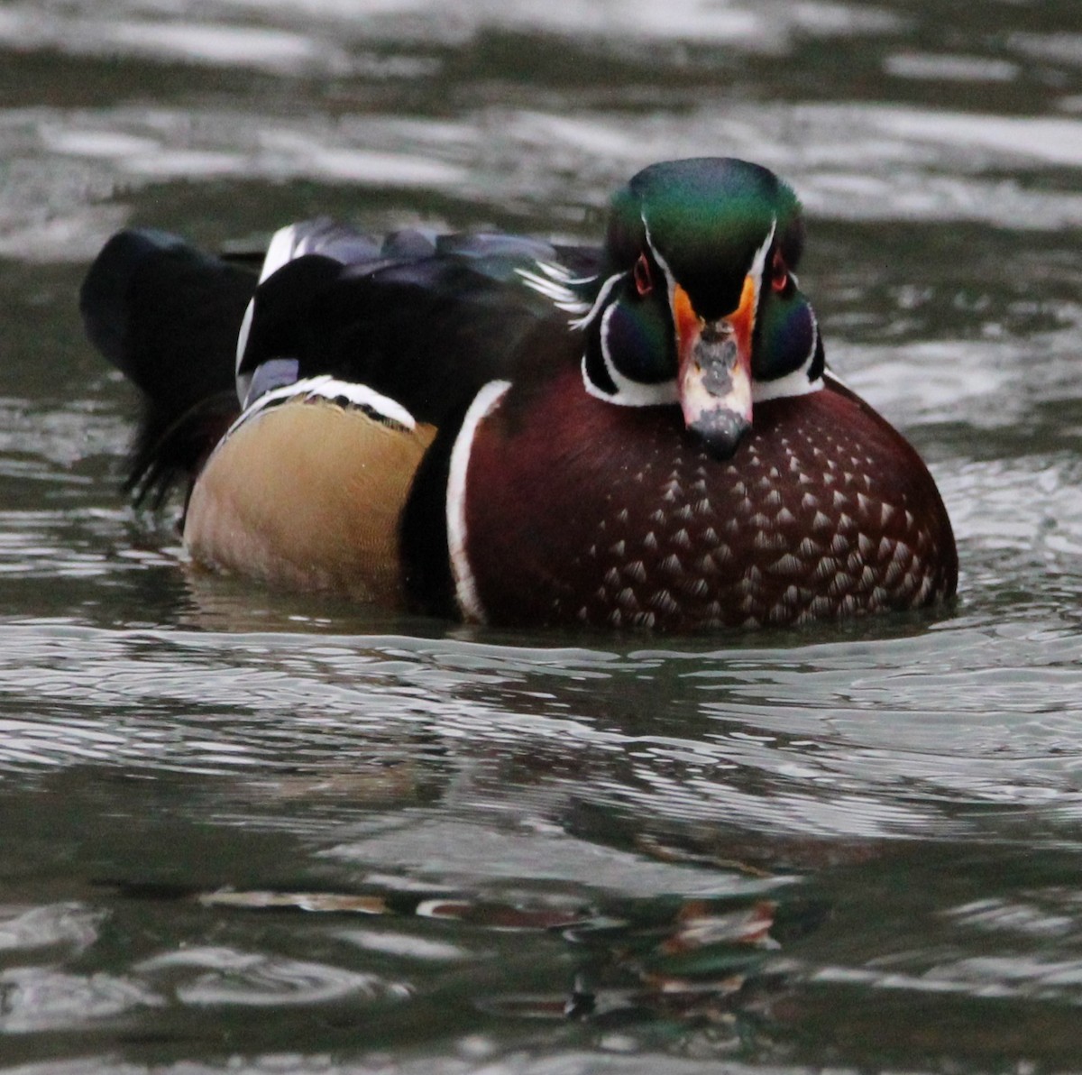 Wood Duck - NE Ohio Duck Tracker - JUDY   ( ')>