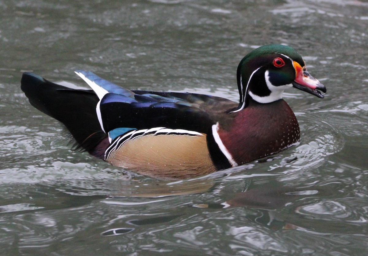 Wood Duck - ML613194340