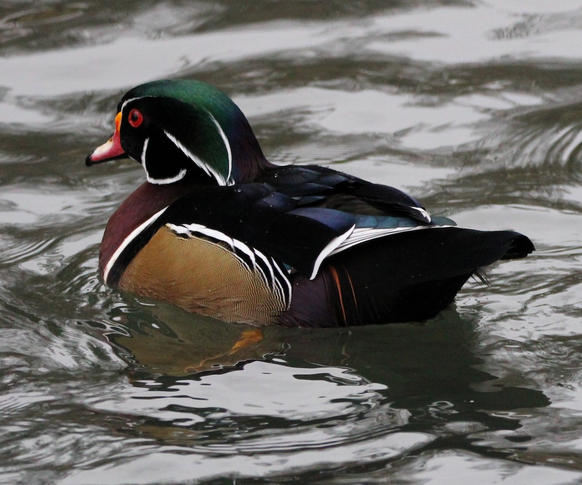 Wood Duck - ML613194345