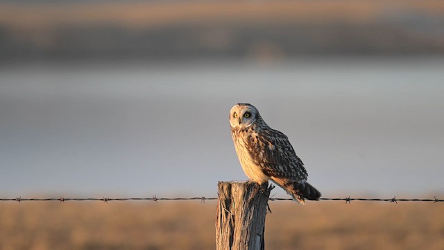 Short-eared Owl - ML613194401