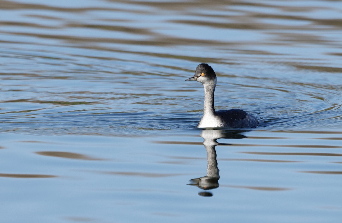 Eared Grebe - ML613194429