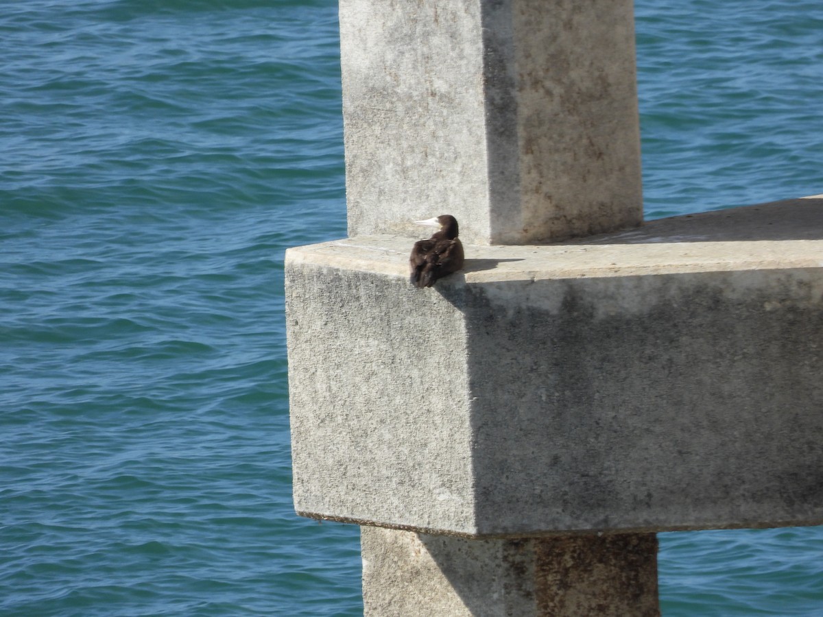 Brown Booby - ML613194480