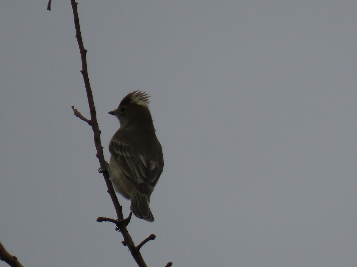 White-crested Elaenia (Peruvian) - ML613194539