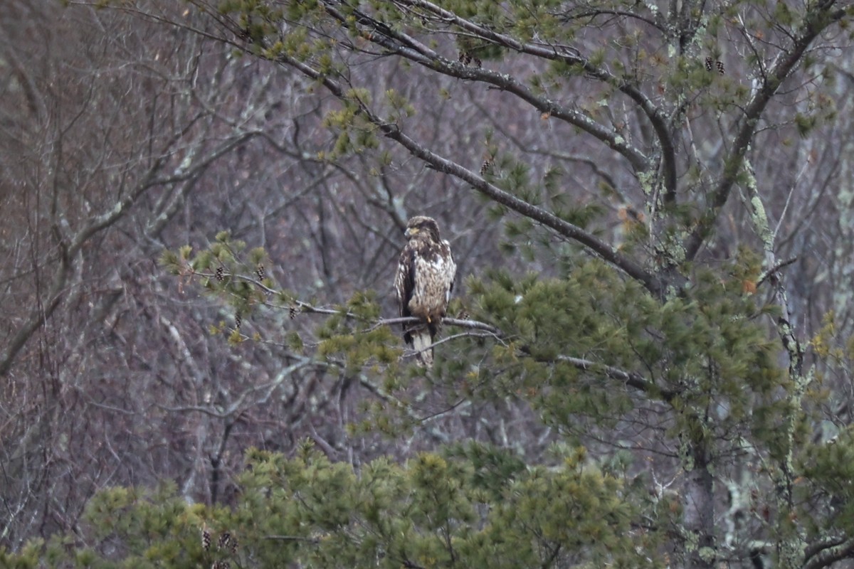 Bald Eagle - ML613194600