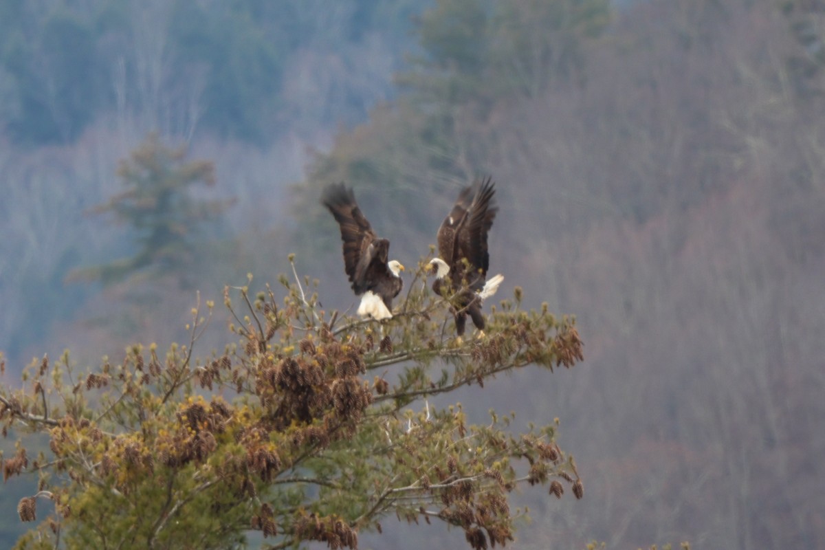 Bald Eagle - ML613194601