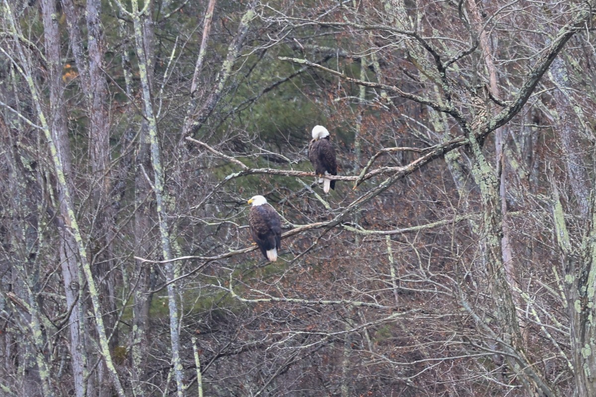 Bald Eagle - ML613194602