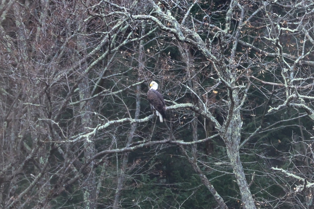Bald Eagle - ML613194603